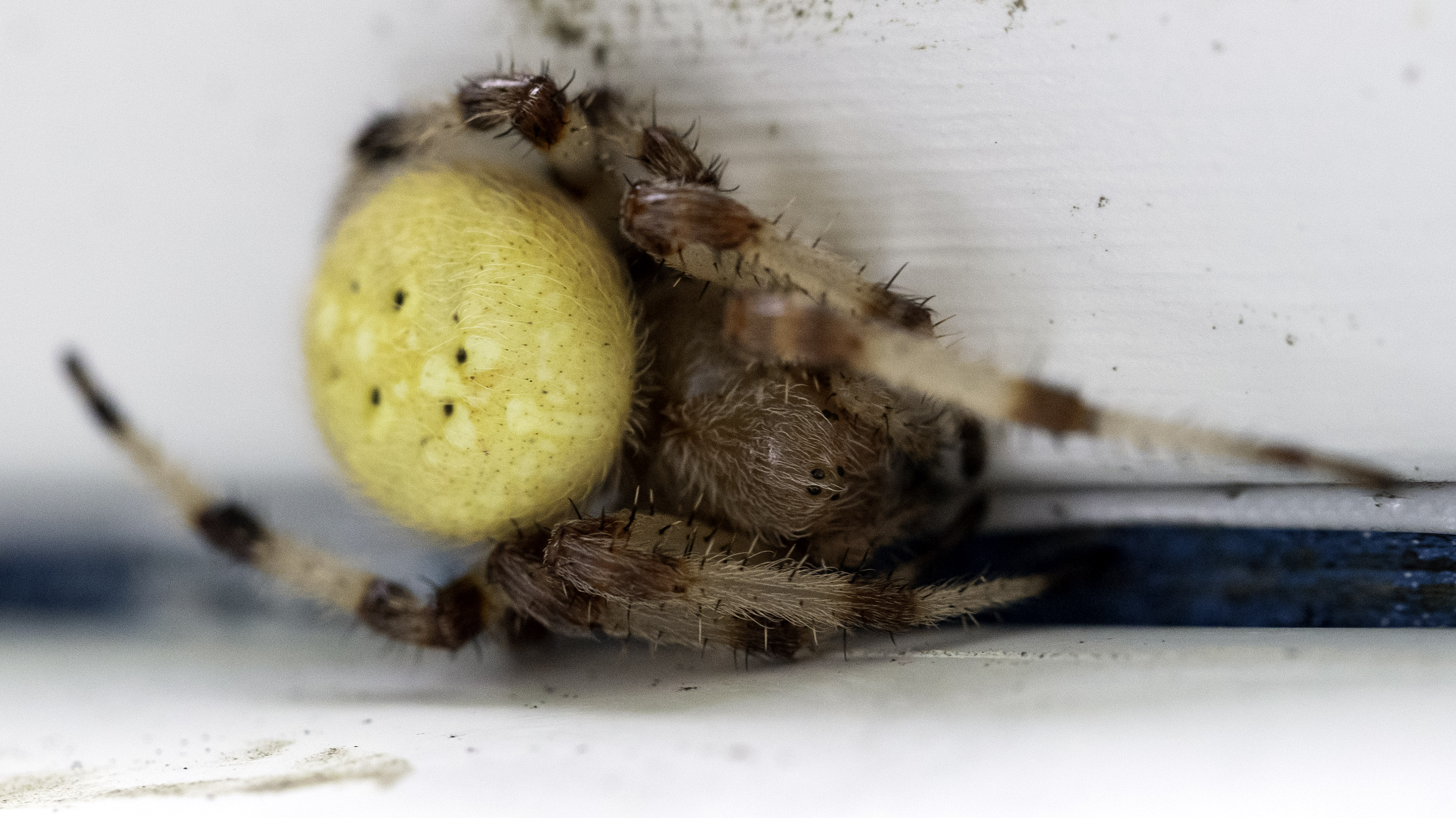 yellow_spider