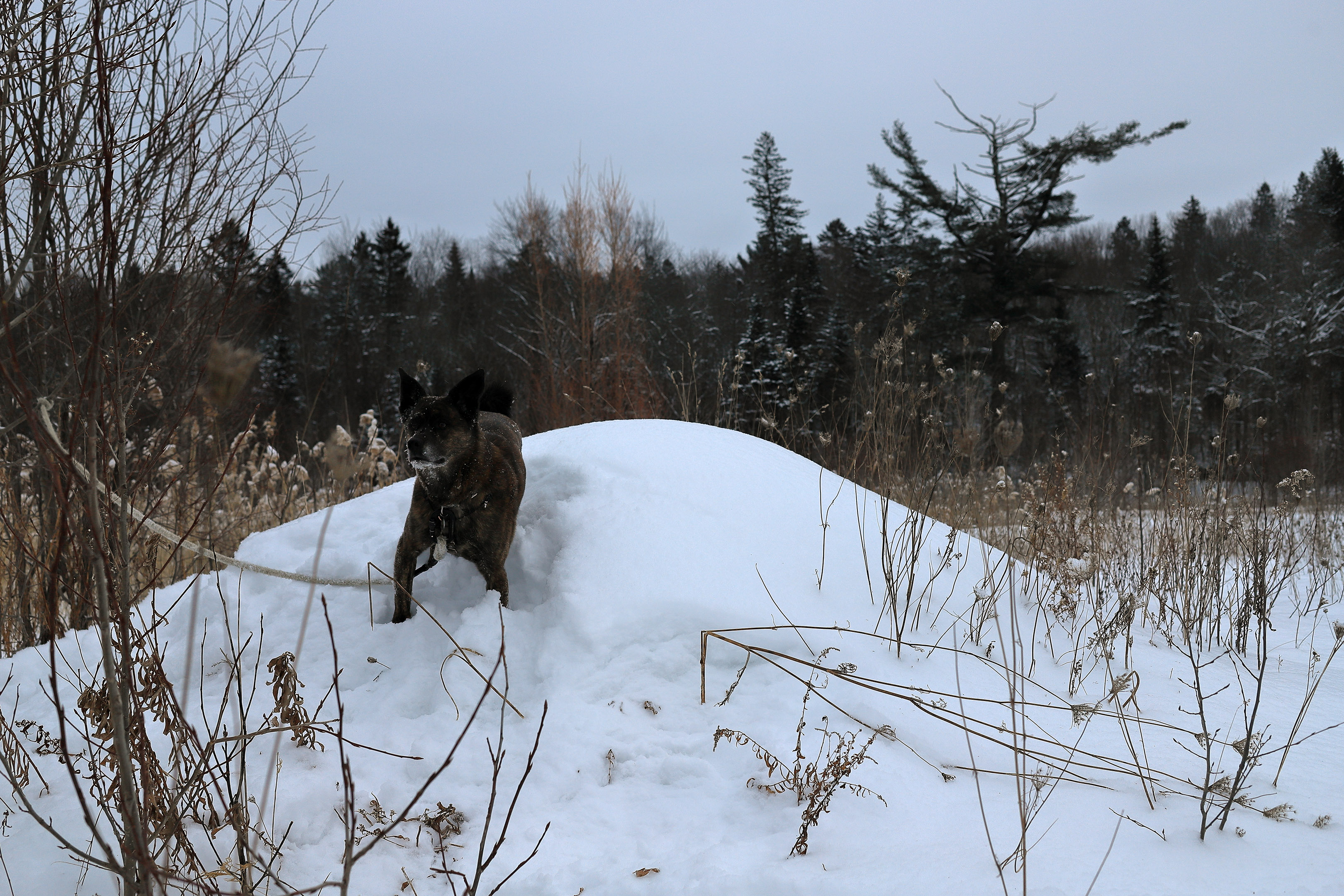 Beryl_butte_arbre_casser_pancake