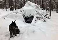 abris_neige_foret_beryl