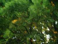arbre_feuille