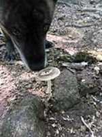 beryl_sniff_mushroom