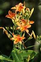 daylily