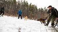 elz_passer_golden_retriever_remote_shooting_beryl