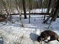 fallen_tree_snow