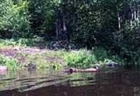 lake_dog_beryl_swim_bike