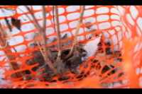 lilac_rodent_attack