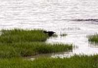 marais_oiseau