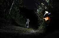 night_forest_beryl_elz