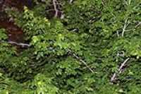 nightly_leaves
