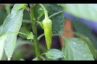 piment_banabe_doux_vert