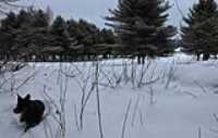 plantation_sapin_park_beryl