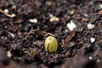 texana_williamsc_cactus