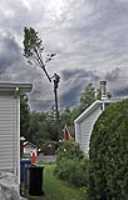 tree_cutting