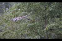 weird_nest_tree