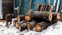 woodpile_taiga