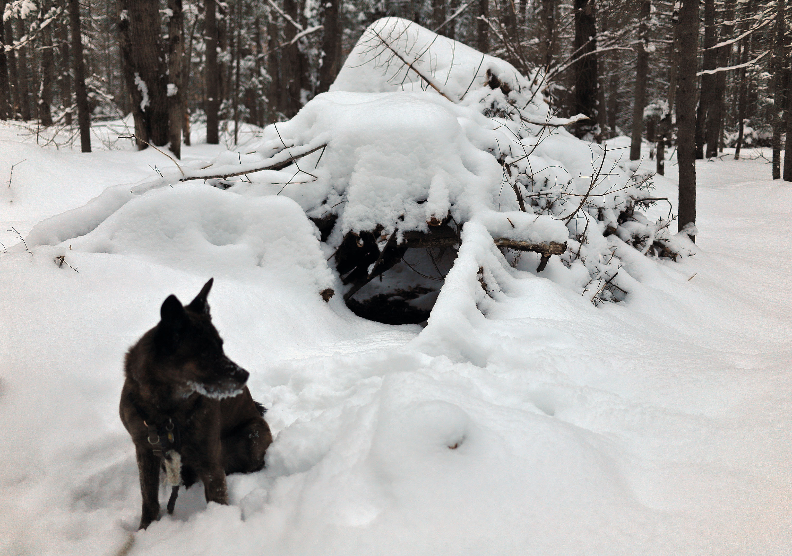 abris_neige_foret_beryl
