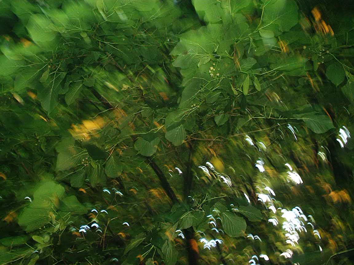 arbre_feuille