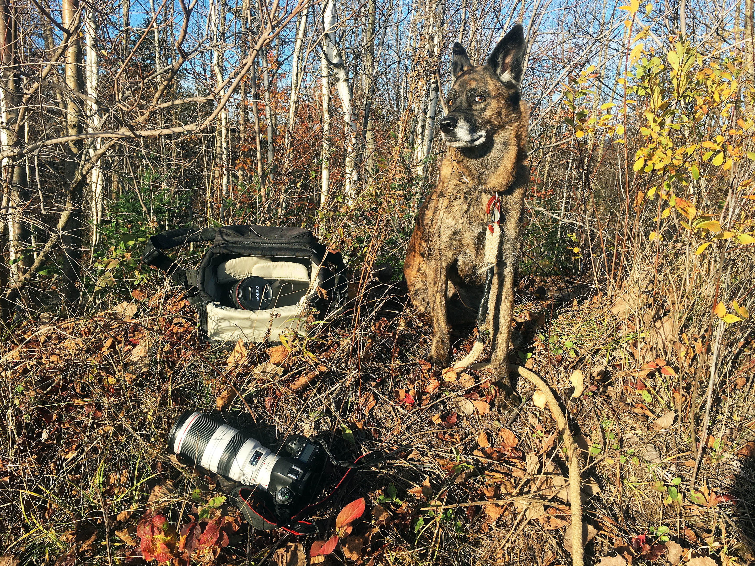 beryl_dog_canon_camera_autumn_foliage_photo_spot