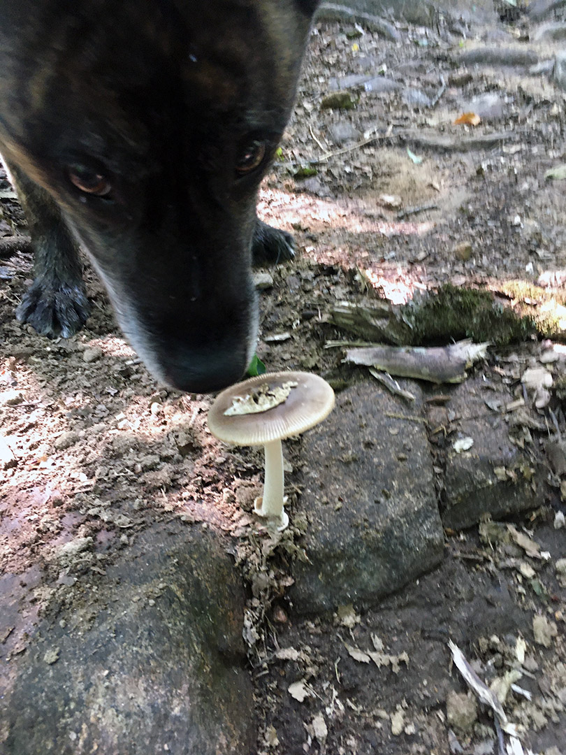beryl_sniff_mushroom
