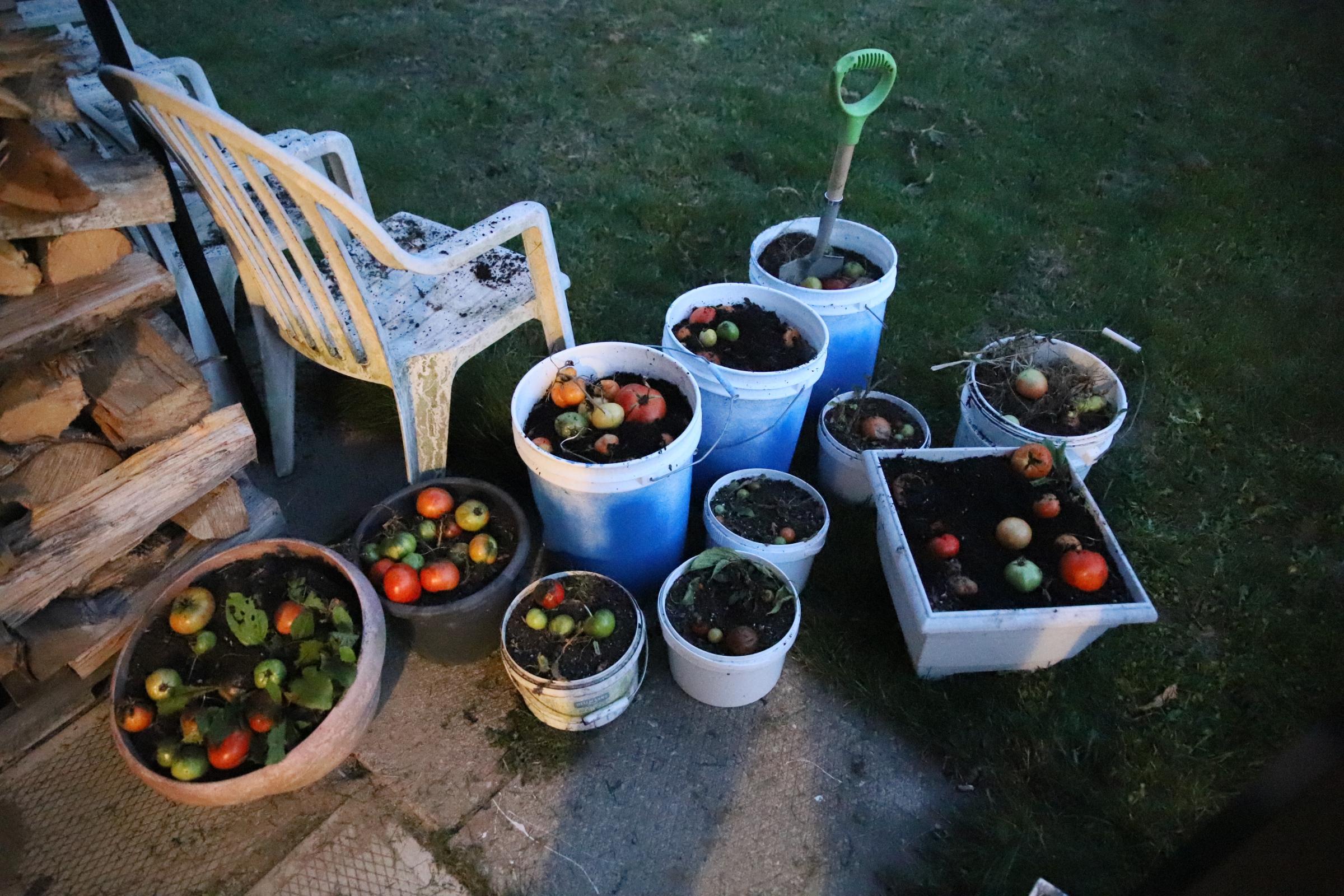 composte_tomates_2021_automne