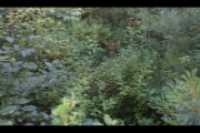 cours_arriere_boisee_10