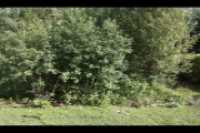 cours_arriere_boisee_3