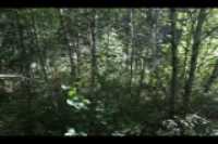 cours_arriere_boisee_4