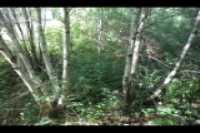 cours_arriere_boisee_5