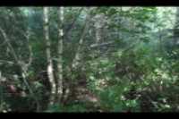 cours_arriere_boisee_6