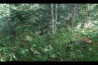 cours_arriere_boisee_7