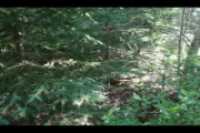 cours_arriere_boisee_8