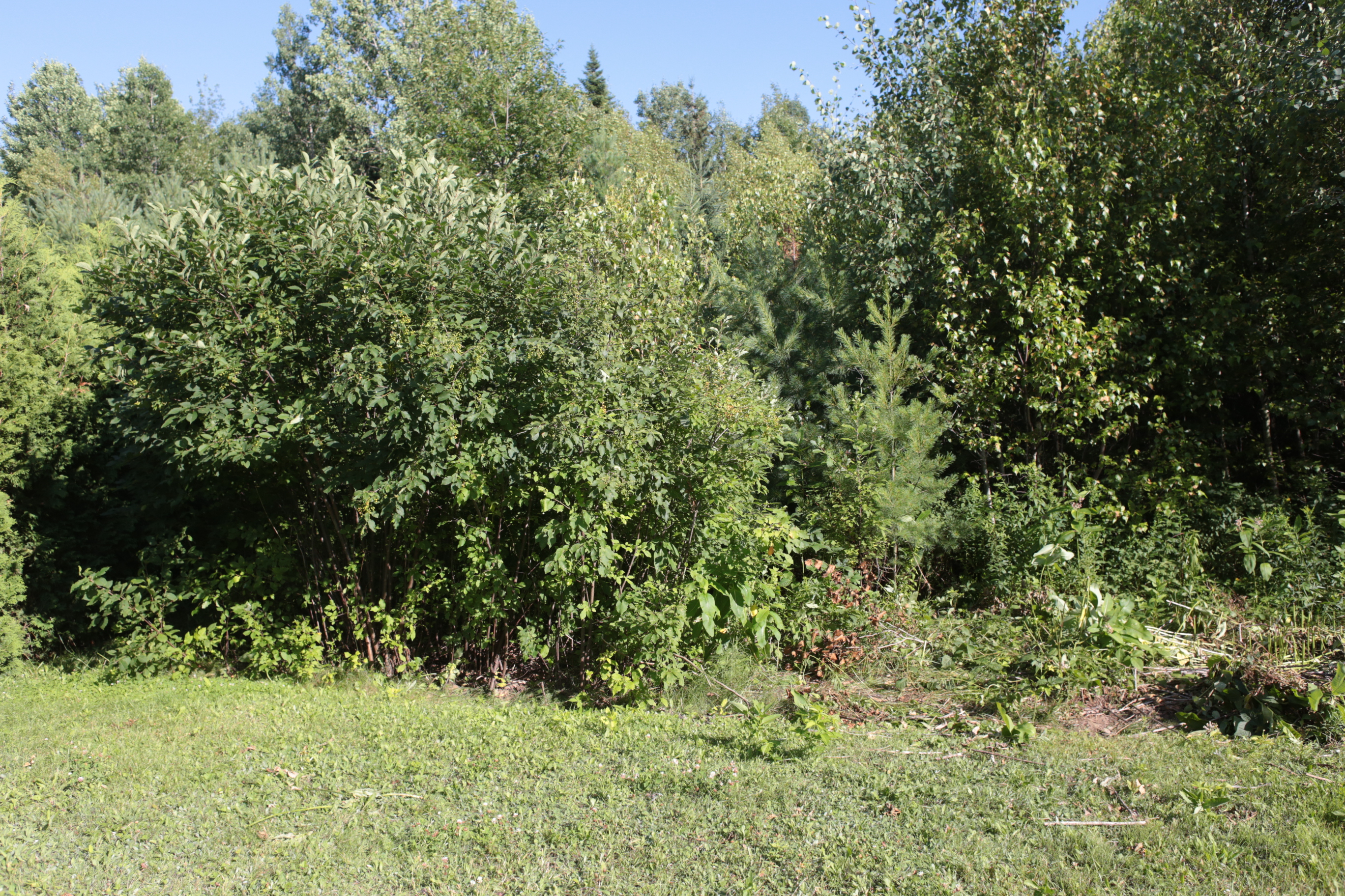 cours_arriere_boisee_1