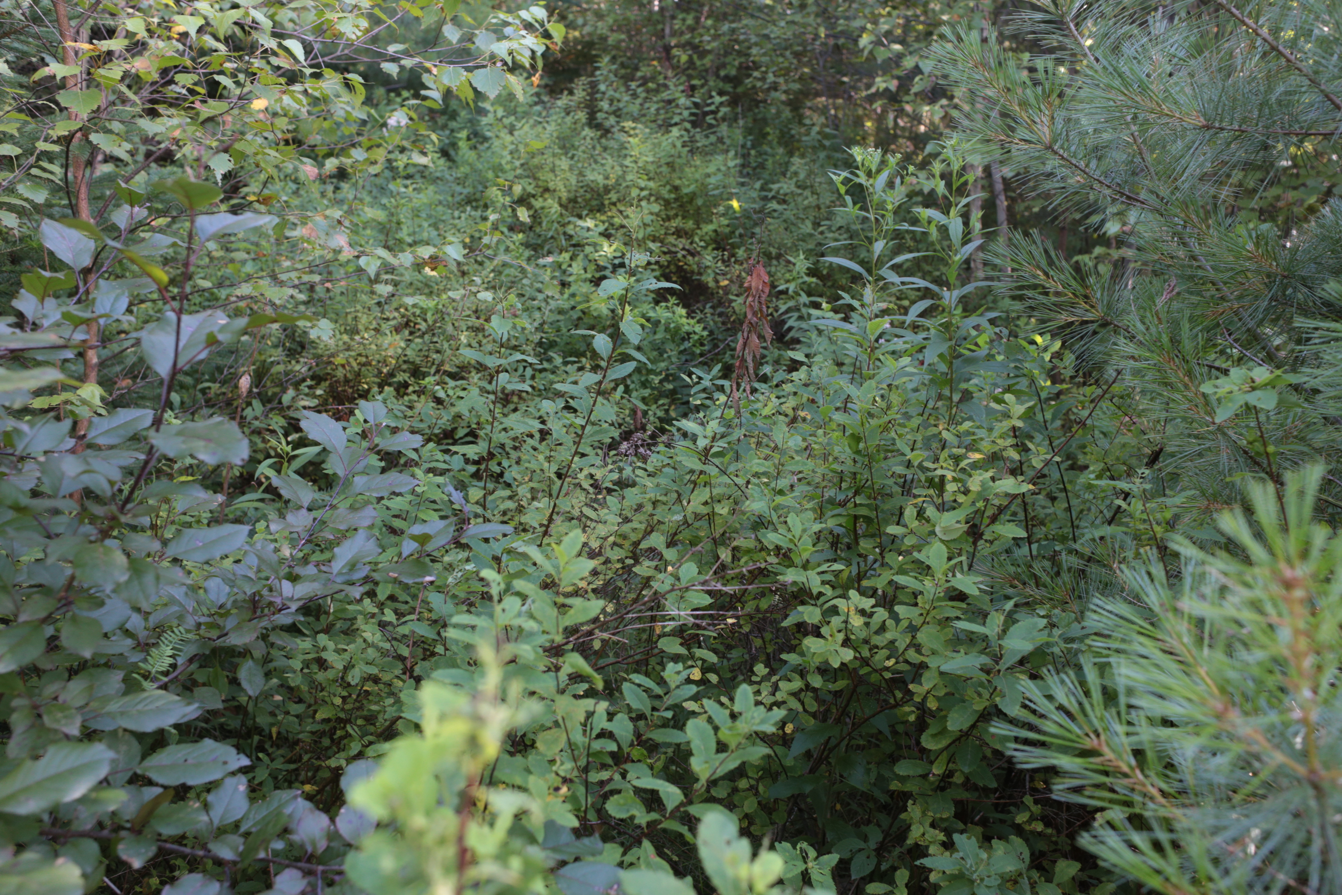 cours_arriere_boisee_10