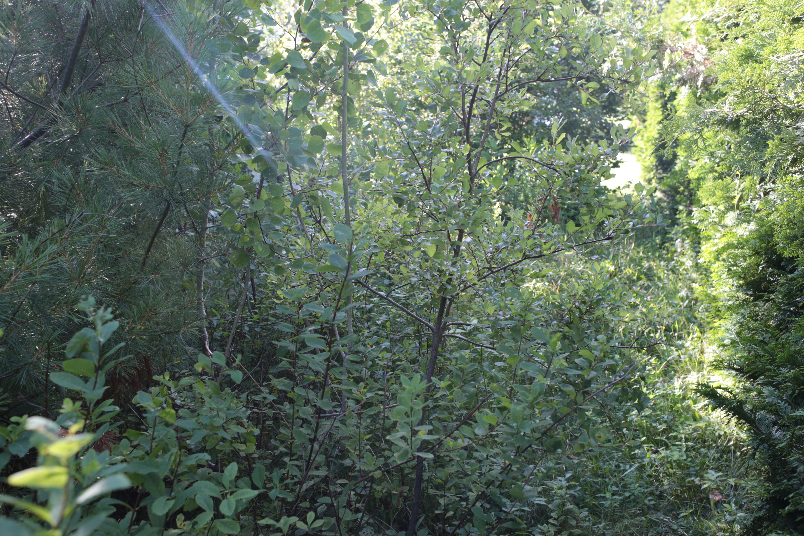 cours_arriere_boisee_11