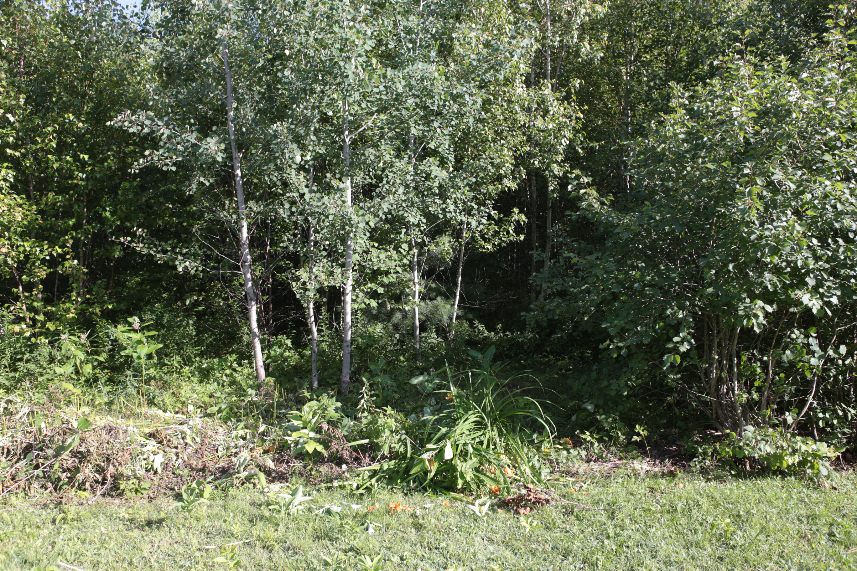 cours_arriere_boisee_2