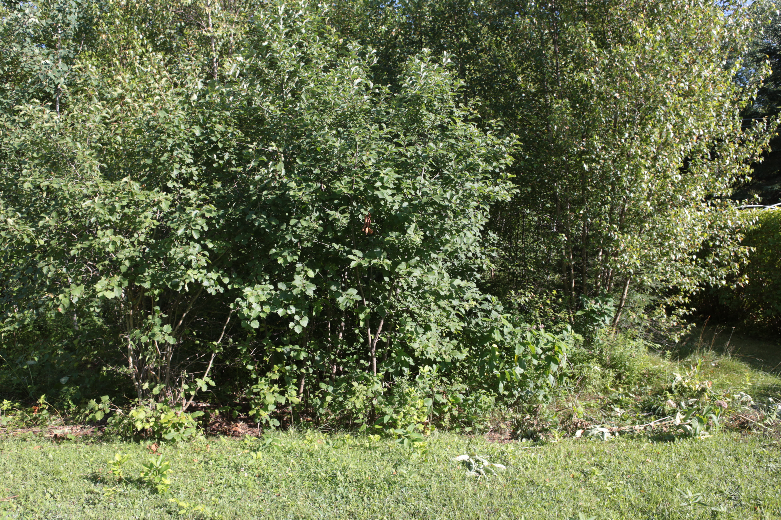 cours_arriere_boisee_3