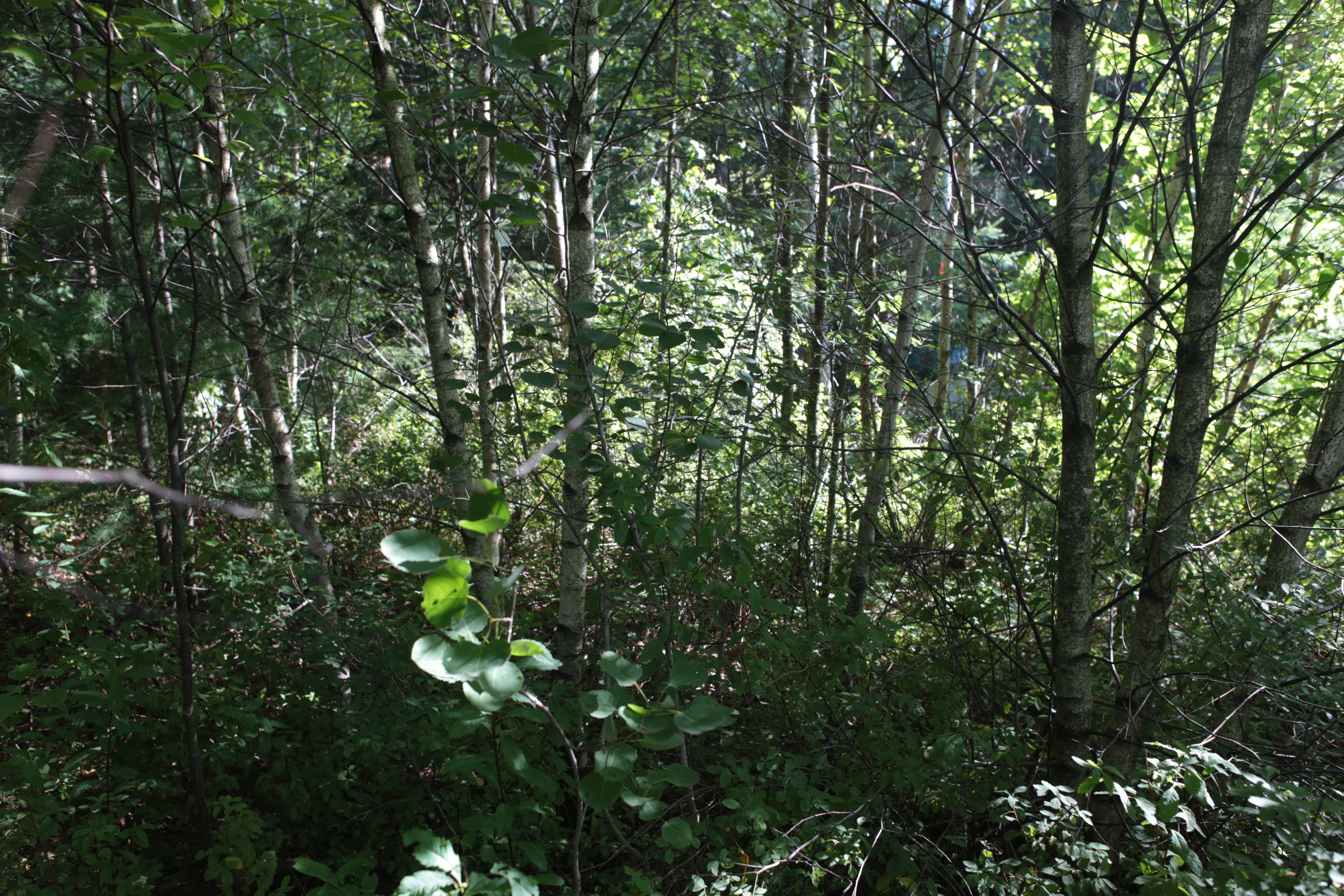 cours_arriere_boisee_4