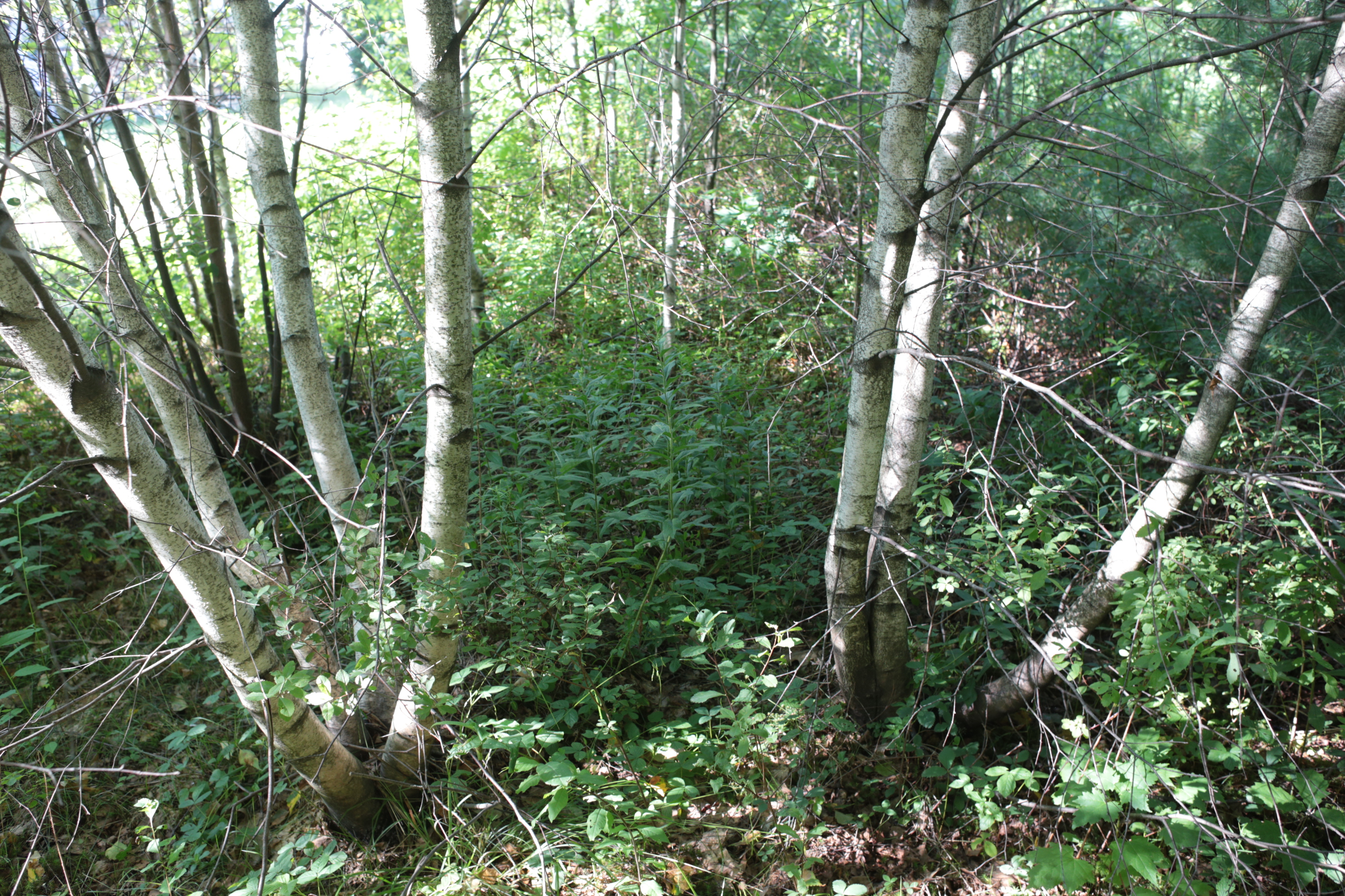 cours_arriere_boisee_5