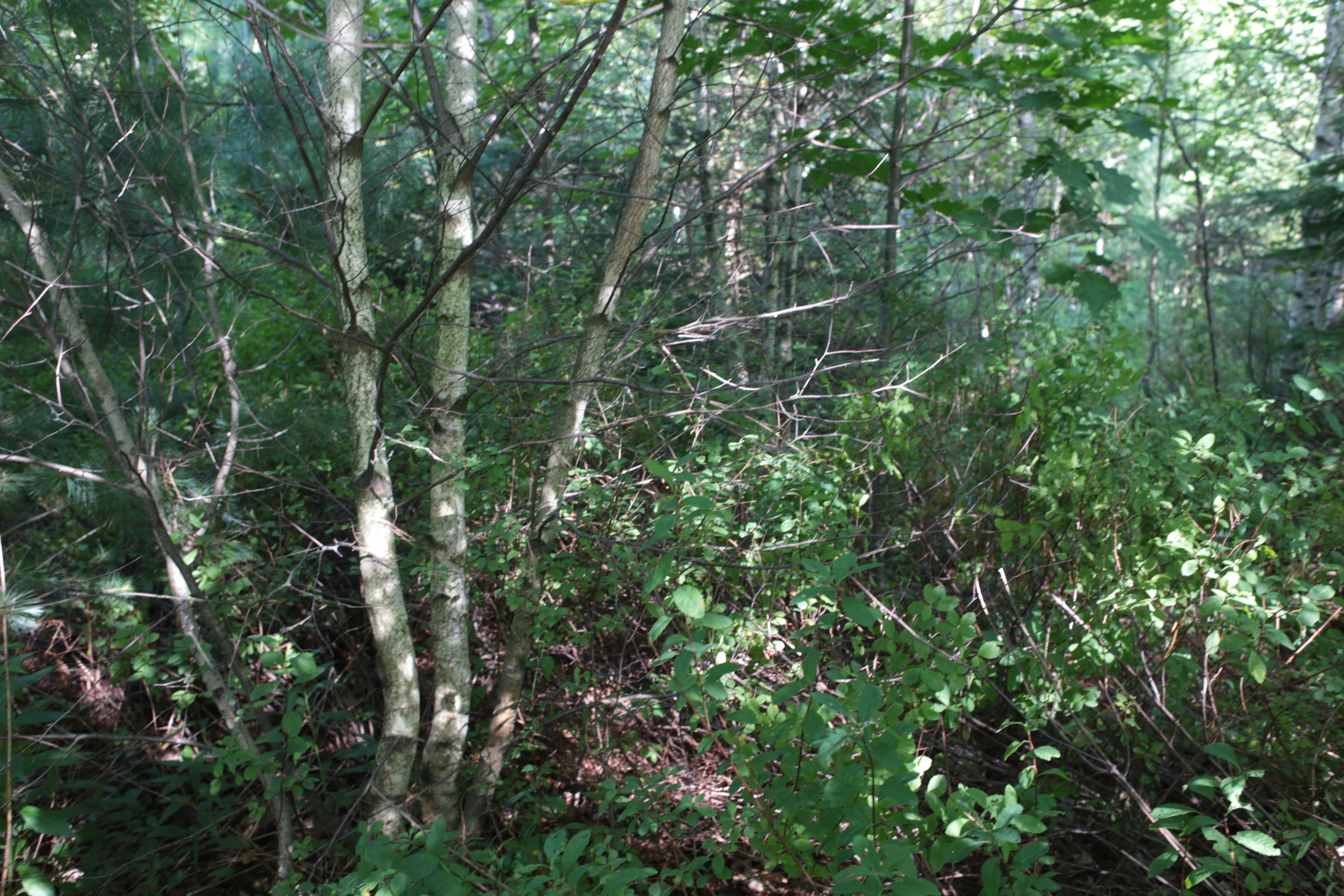 cours_arriere_boisee_6