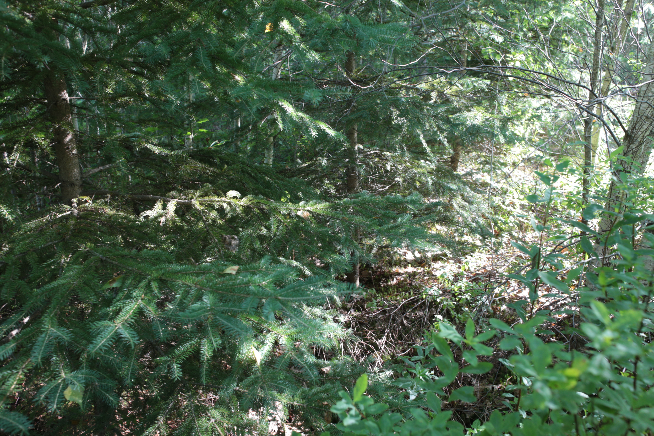 cours_arriere_boisee_8
