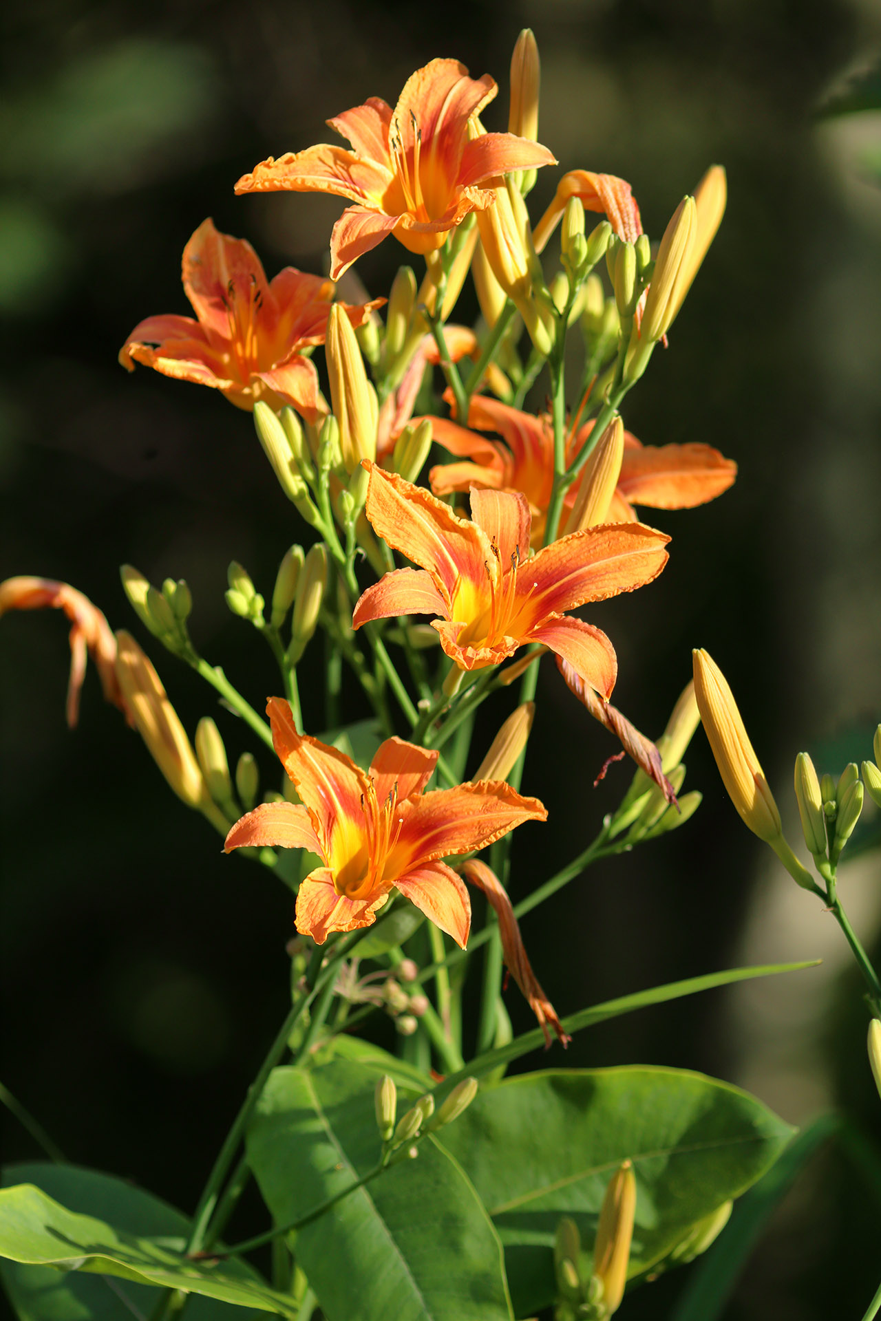 daylily