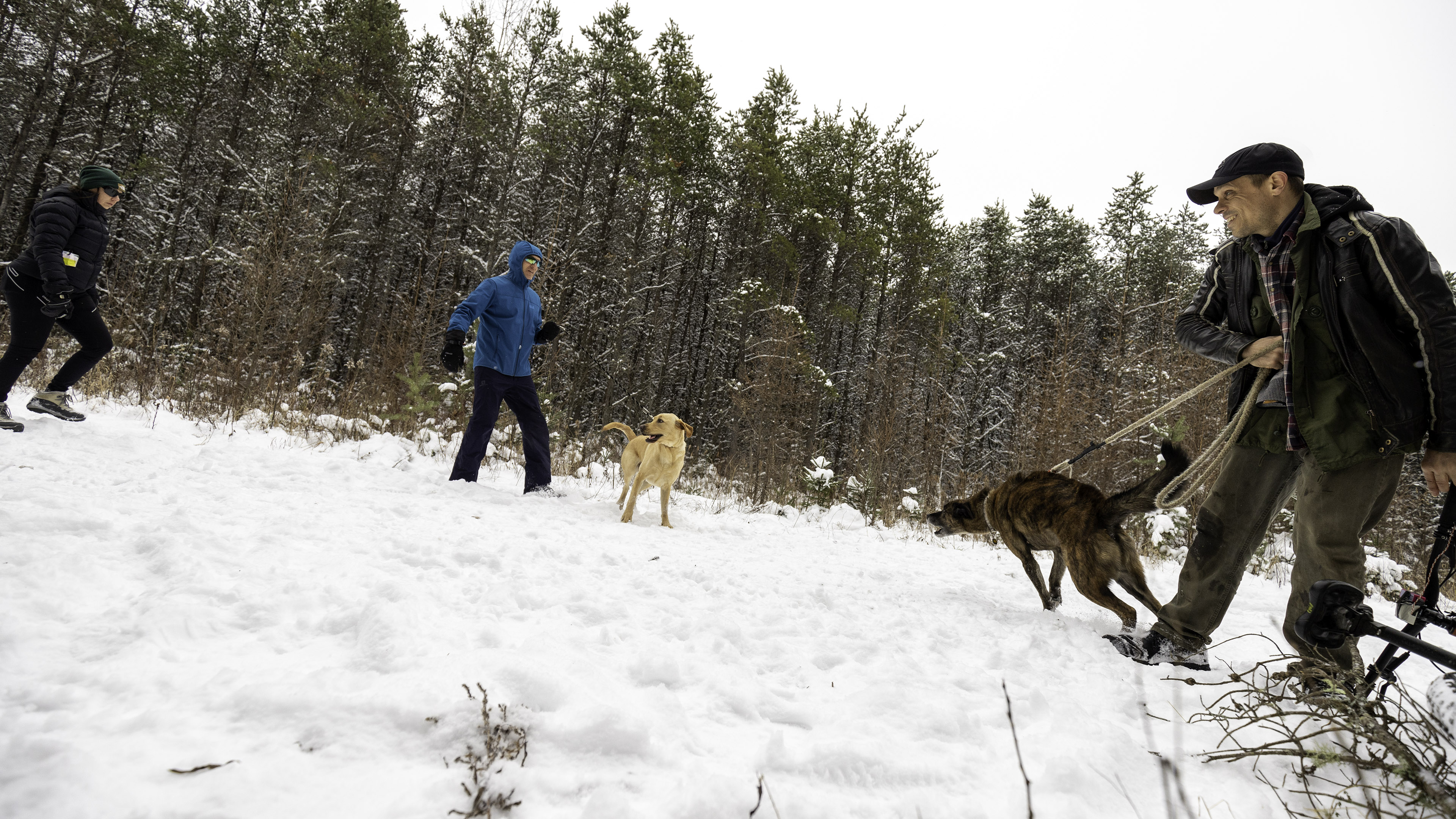 elz_passer_golden_retriever_remote_shooting_beryl