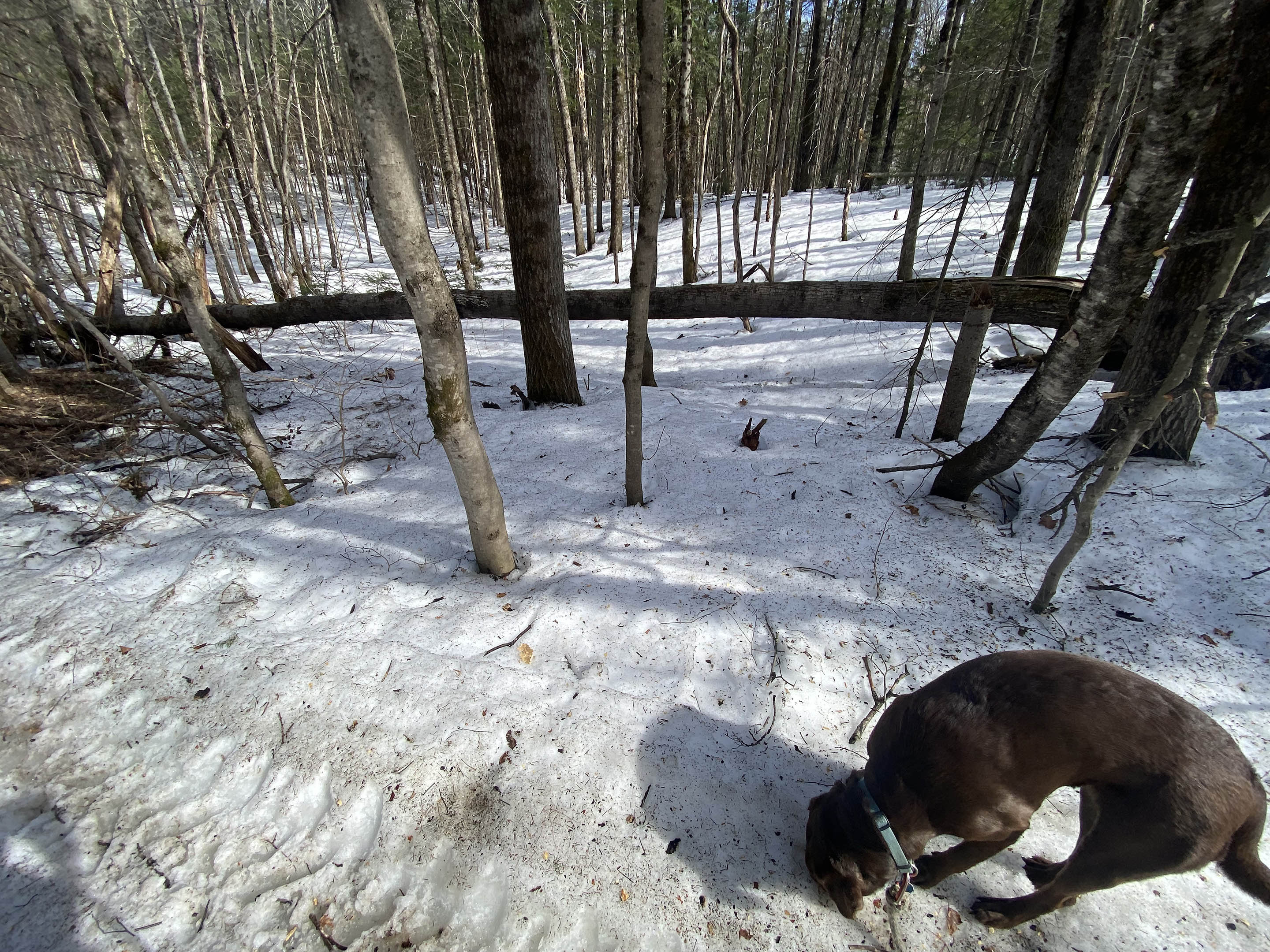 fallen_tree_snow