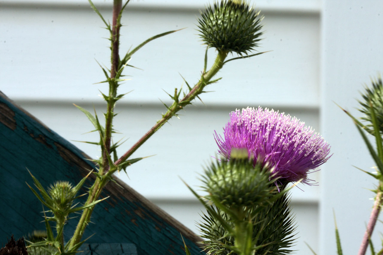 fleur