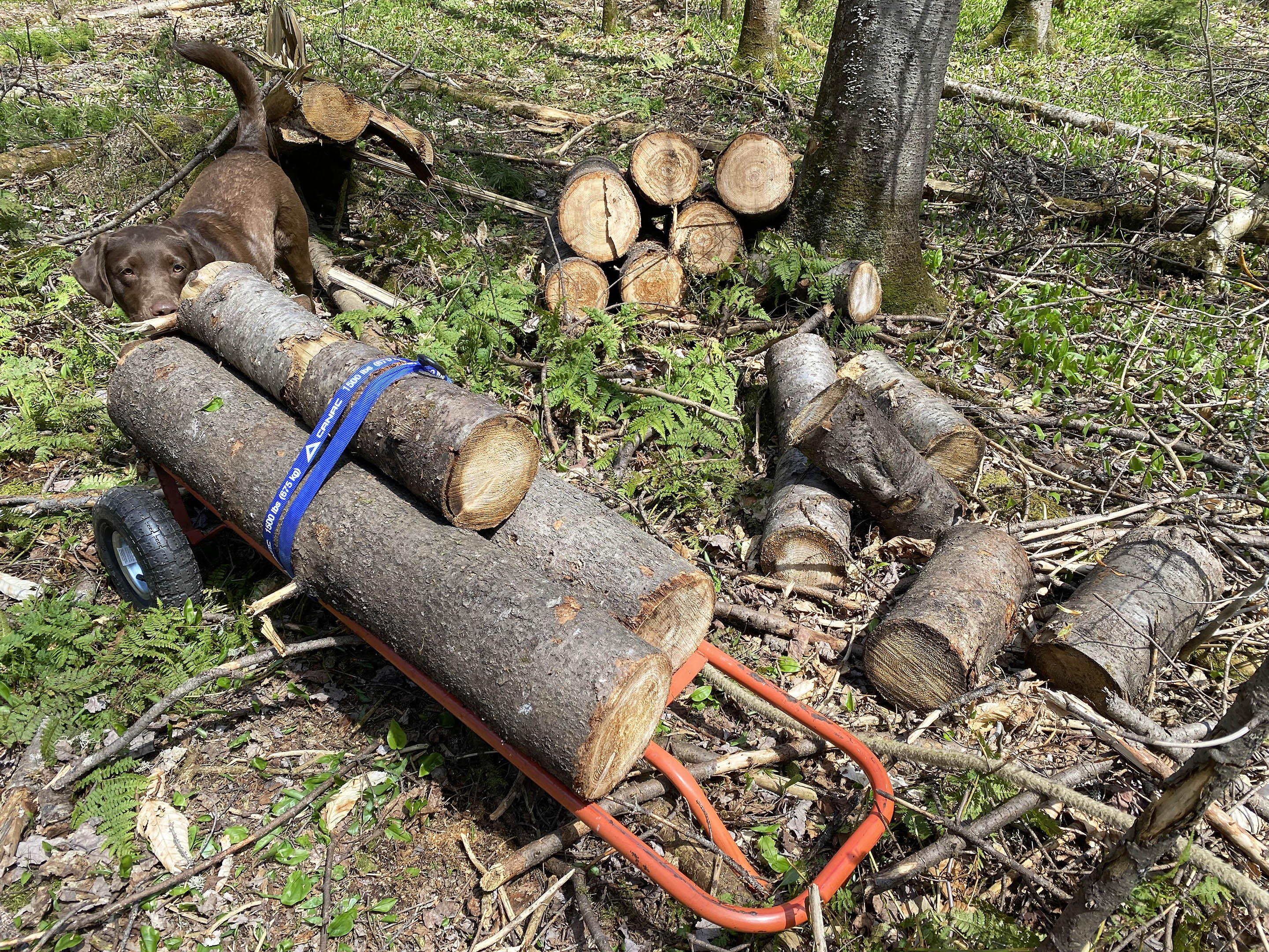 hand_truck_wood_log_taiga