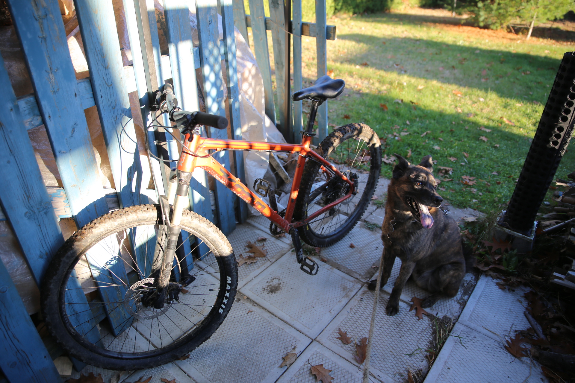 kona_condercone_dog