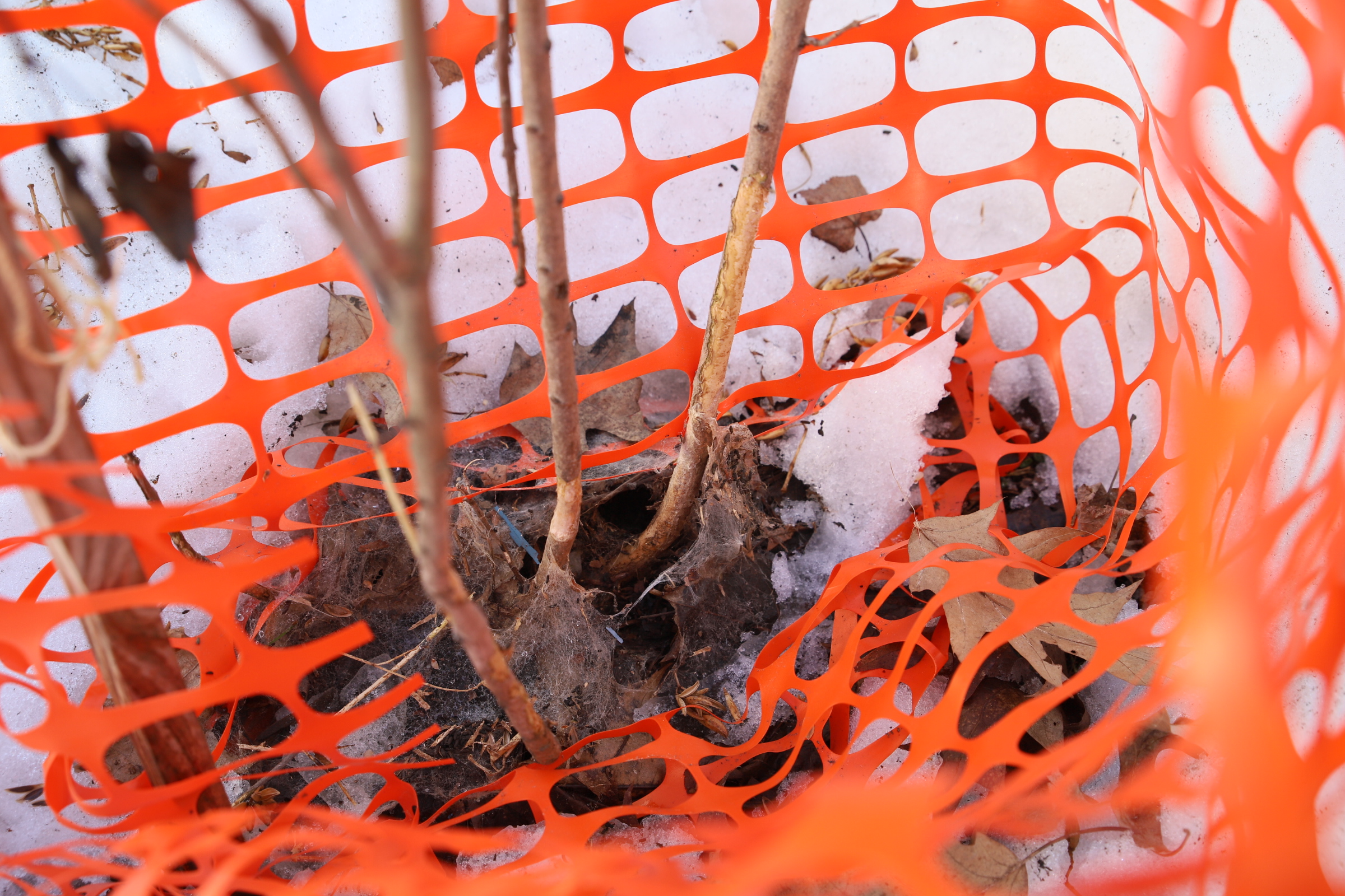 lilac_rodent_attack