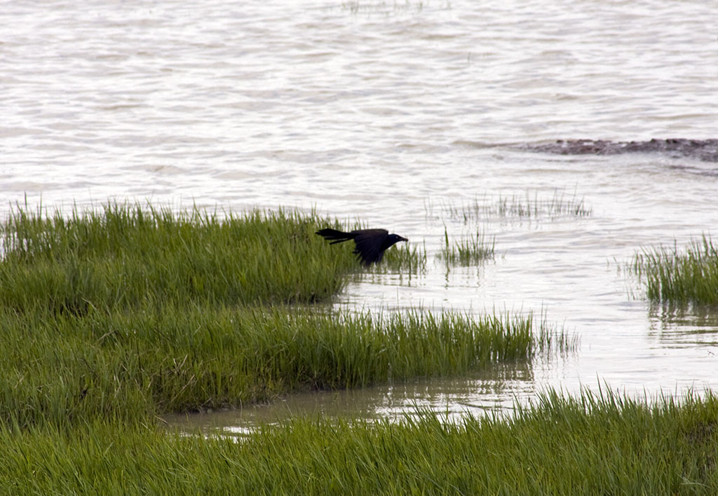 marais_oiseau