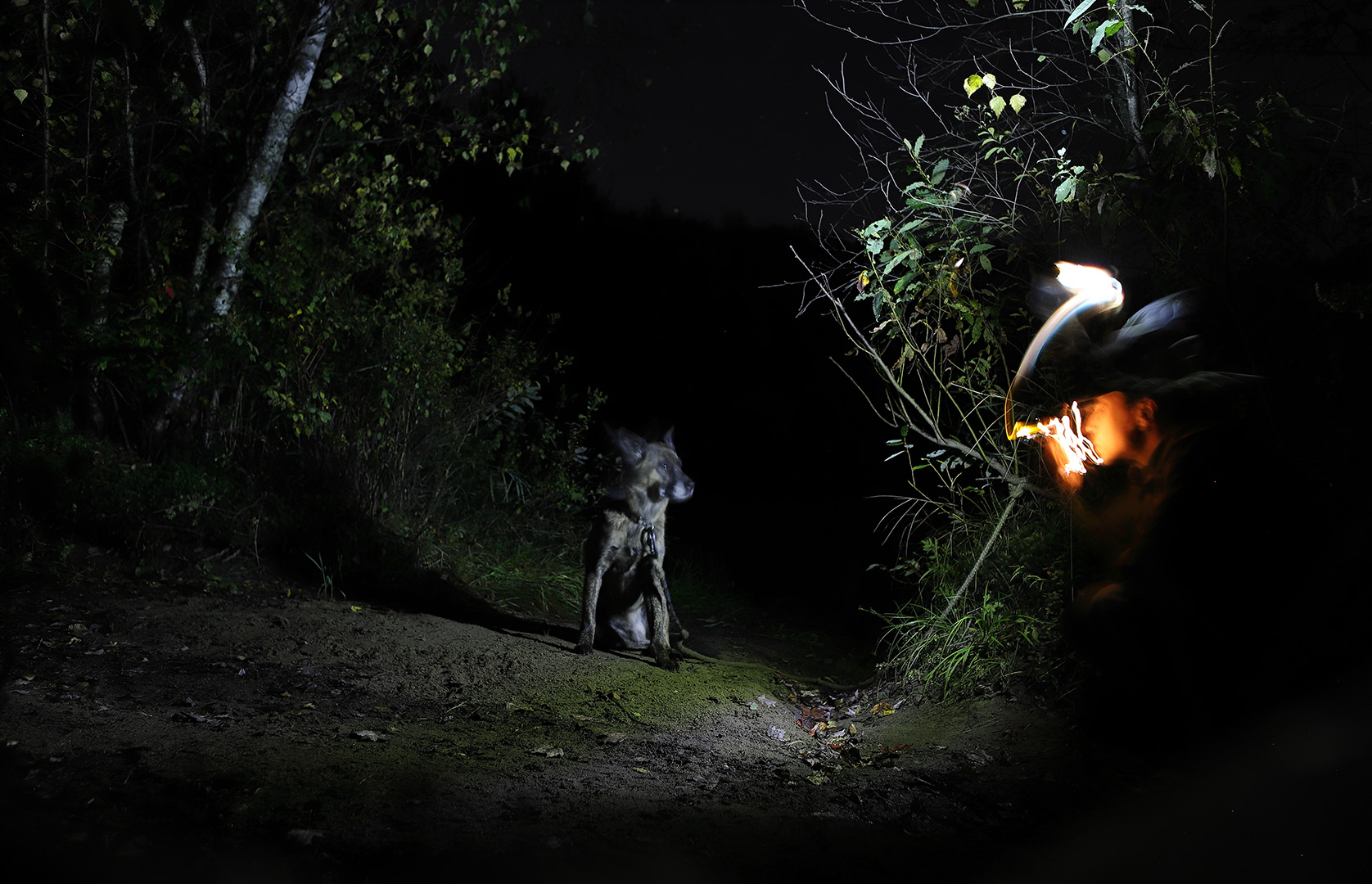 night_forest_beryl_elz
