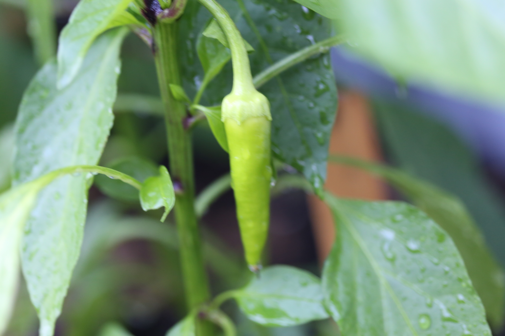 piment_banabe_doux_vert